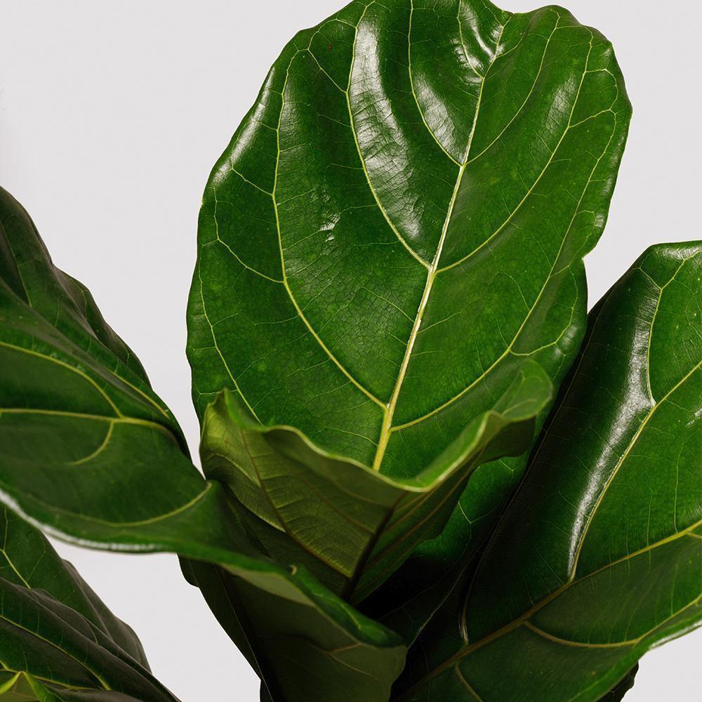 The Tropical Treasure Fig A Leafy Statement