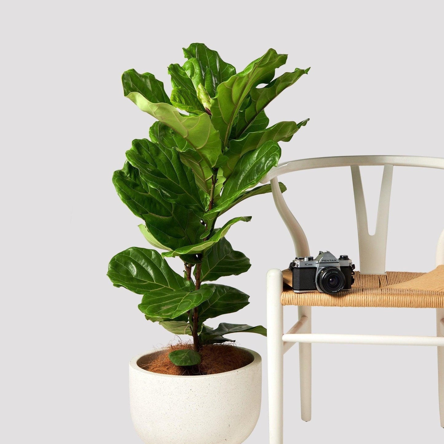 The Tropical Treasure Fig A Leafy Statement