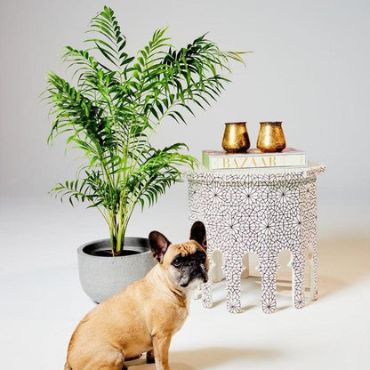 Parlor Palm Bamboo Stylish & Low Maintenance