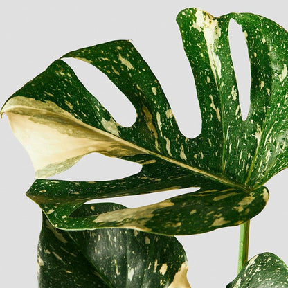 Monstera Thai Constellation – Easy Care Houseplant